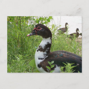 Barbarijse eend briefkaart