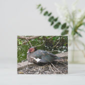 Barbarijse eend briefkaart (Staand voorkant)