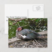 Barbarijse eend briefkaart (Voorkant / Achterkant)