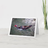 Barbarijse eend kaart (Voorkant)