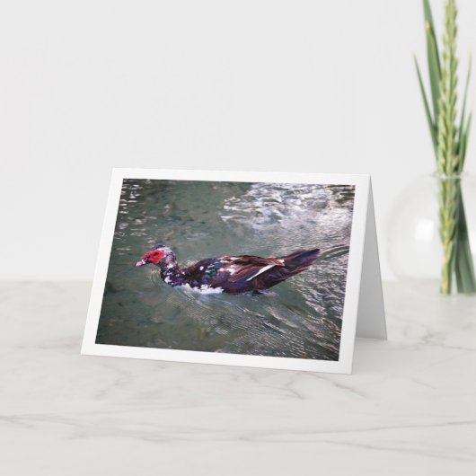 Barbarijse eend kaart (Voorkant)