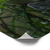 Barbarijse eenden die op een Poster van de Ornamen (Hoek)