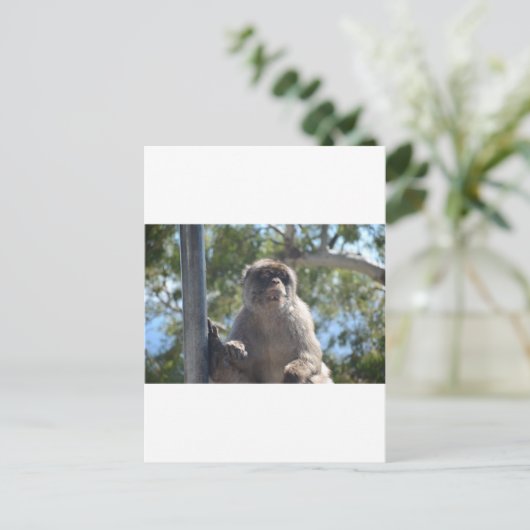 Barbary Ape Briefkaart (Staand voorkant)