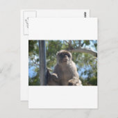 Barbary Ape Briefkaart (Voorkant / Achterkant)