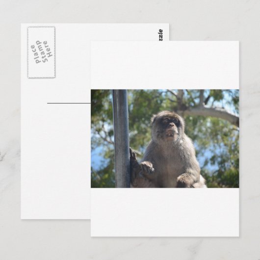 Barbary Ape Briefkaart (Voorkant / Achterkant)