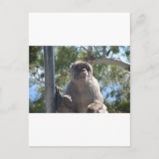 Barbary Ape Briefkaart (Voorkant)