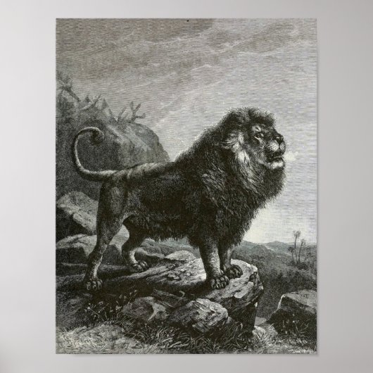 Barbary Lion Poster (Voorkant)