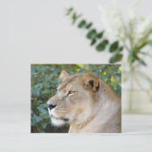 Barbary Lion-set-1-008 Briefkaart (Staand voorkant)