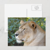 Barbary Lion-set-1-008 Briefkaart (Voorkant / Achterkant)