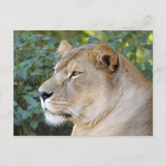 Barbary Lion-set-1-008 Briefkaart