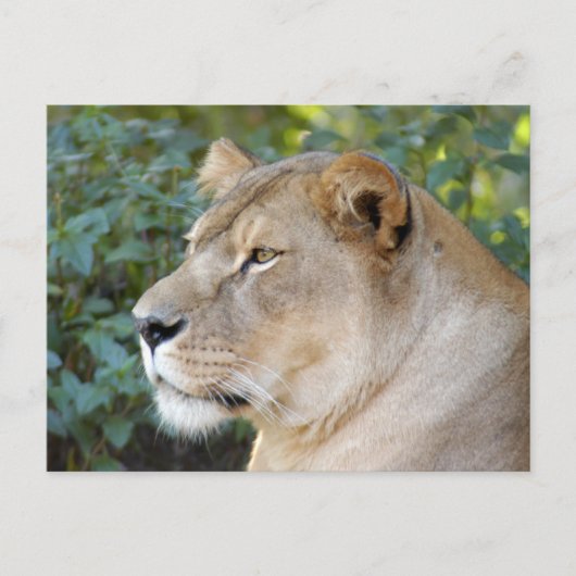 Barbary Lion-set-1-008 Briefkaart (Voorkant)