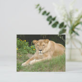 Barbary Lion-set-1-015 Briefkaart (Staand voorkant)