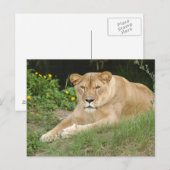 Barbary Lion-set-1-015 Briefkaart (Voorkant / Achterkant)