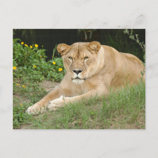Barbary Lion-set-1-015 Briefkaart
