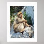Barbary macaque aap poster (Voorkant)