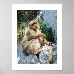 Barbary macaque aap poster