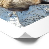 Barbary macaque aap poster (Hoek)