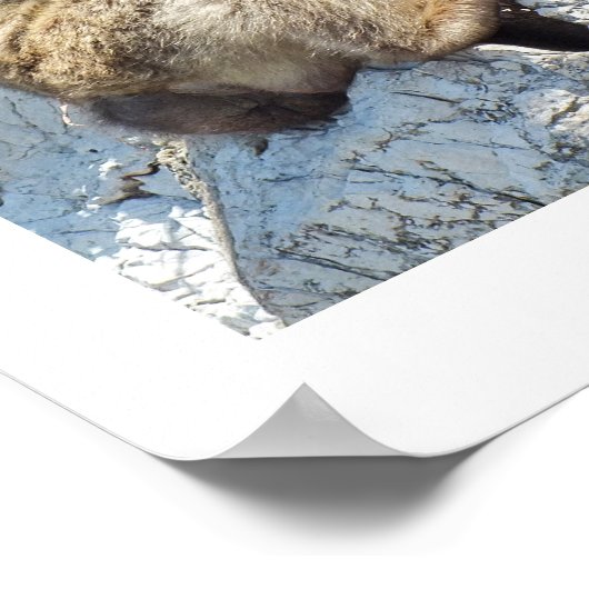 Barbary macaque aap poster (Hoek)