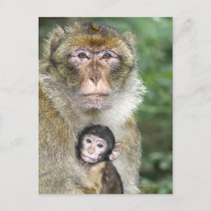 Barbary Macaque . Adulte met babyMacaca Briefkaart