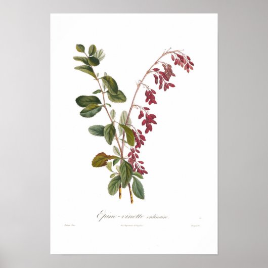 Barberry Poster (Voorkant)