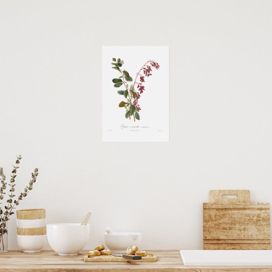 Barberry Poster (Keuken)