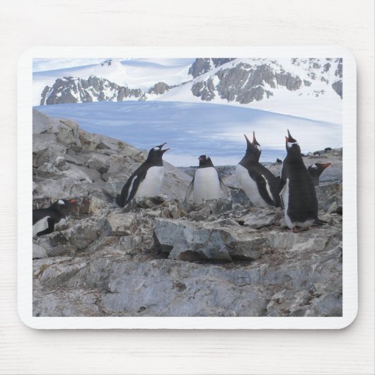 Barbershop-kwartet Muismat (Voorkant)