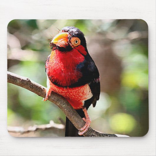 Barbet Bird Mousepad Muismat (Voorkant)