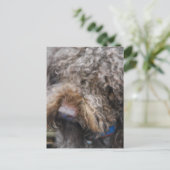 Barbet Briefkaart (Staand voorkant)