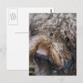 Barbet Briefkaart (Voorkant / Achterkant)