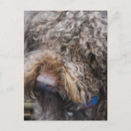 Barbet Briefkaart (Voorkant)
