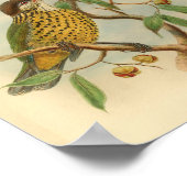 Barbet Cat Bird Green Yellow  Print (Hoek)