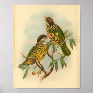 Barbet Cat Bird Green Yellow Print
