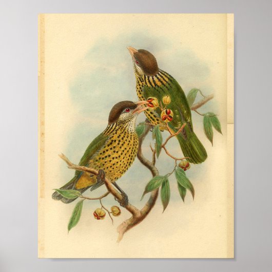 Barbet Cat Bird Green Yellow  Print (Voorkant)