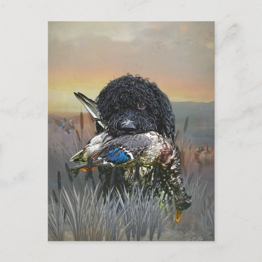 Barbet, Franse waterhond Briefkaart (Voorkant)