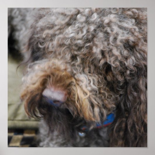 Barbet Poster (Voorkant)