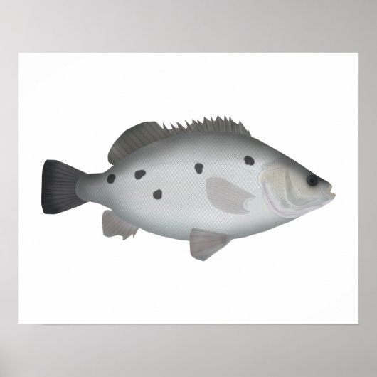 Barcoo Grunter Poster (Voorkant)