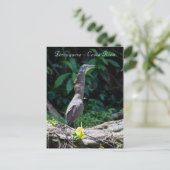 Bare-Throated Tiger Reiger in Tortuguero Briefkaart (Staand voorkant)