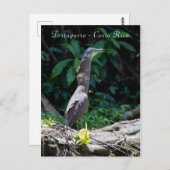 Bare-Throated Tiger Reiger in Tortuguero Briefkaart (Voorkant / Achterkant)