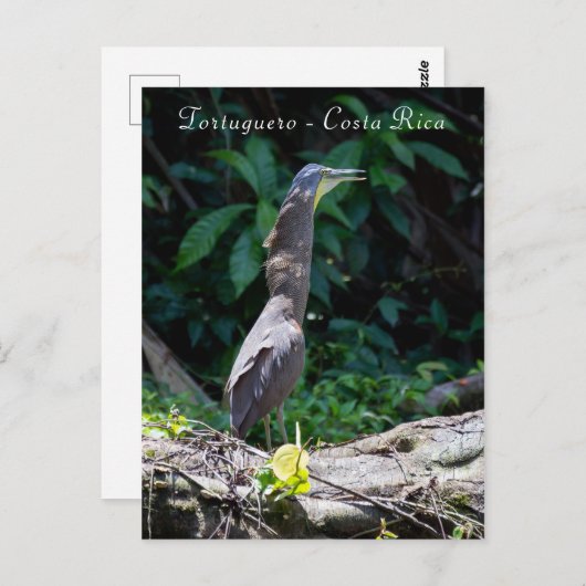 Bare-Throated Tiger Reiger in Tortuguero Briefkaart (Voorkant / Achterkant)