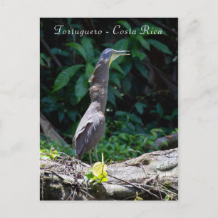 Bare-Throated Tiger Reiger in Tortuguero Briefkaart