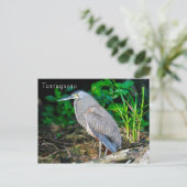 Bare-Throated Tijgerreiger in Tortuguero Briefkaart (Staand voorkant)