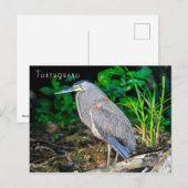 Bare-Throated Tijgerreiger in Tortuguero Briefkaart (Voorkant / Achterkant)