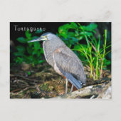 Bare-Throated Tijgerreiger in Tortuguero Briefkaart (Voorkant)