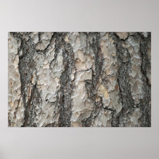 Bark Pine Wood Poster (Voorkant)