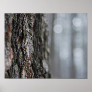 Bark van de boom poster