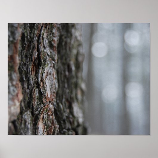 Bark van de boom poster (Voorkant)