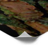 Bark van een Georgia Pine Poster (Hoek)