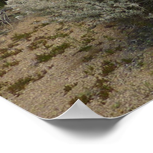 Barker Dam Loop Trail bij Joshua Tree National Par Poster (Hoek)