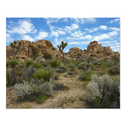 Barker Dam Loop Trail in het Joshua Tree National Foto Afdruk (Voorkant)