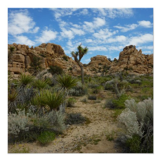Barker Dam Loop Trail in het Joshua Tree National  Perfect Poster (Voorkant)